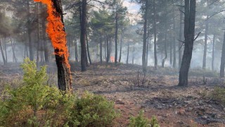 Kütahyada yıldırım, orman yangınına neden oldu: 8 dekar alan zarar gördü