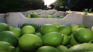 Limon hasadı 25 ve 27 Eylül tarihlerinde başladı