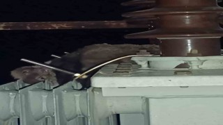 Mahalledeki elektrik kesintisinin sebebi sansar çıktı