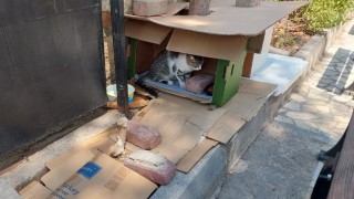 Mahalleli ve cami cemaatinin baktığı kedilerin evlerini çöpe attılar