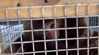 Makak maymunu ve şahinler kaçakçıların pençesinden kurtarıldı