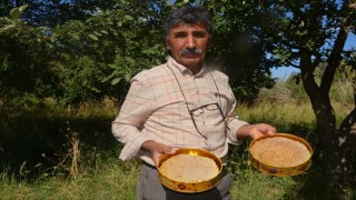 Malatyada bal hasadı başladı