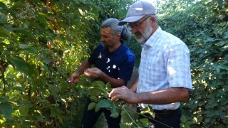 Malatyada bitkisel üretim çeşitliliğinde üzümsü meyvelerin üretimi yaygınlaşıyor