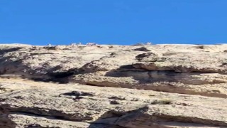 Malatyada dağlık alanda yaban keçisi sürüsü görüntülendi