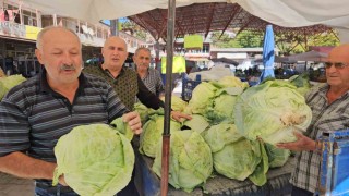 Malatyada Gökyar lahanasında hasat zamanı
