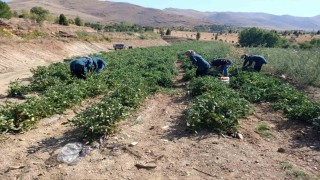 Malatyada Kadın Kooperatifinden organik domates hasadı