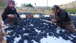 Malatyada kilosu 500 TLden alıcı bulan kuru üzüm yüz güldürüyor
