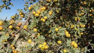 Malatyada şifa deposu alıçta hasat zamanı