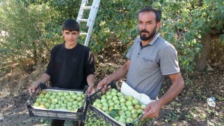Malatyada tescilli Akçadağ armudu hasadı başladı: Kilosu 70 TLden alıcı buluyor