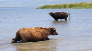 Manda sayısı son 5 yılda yüzde 16 azaldı