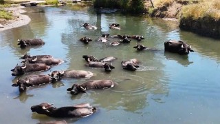 Manda sayısı son 5 yılda yüzde 16 azaldı