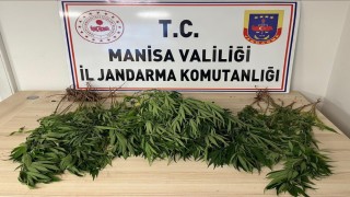 Manisada bahçesine kenevir eken kişi tutuklandı