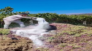 Manisada yasaklı ilaç kullanılan 6 ton üzüm imha edildi