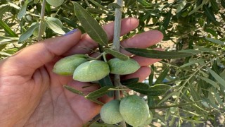 Manisada zeytinde rekolte çalışmaları başladı