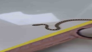 Mardinde apartmanın 8inci katında yılan paniği