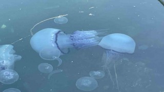 Marmarada bitti denilen müsilaj kabusu tekrar hortladı