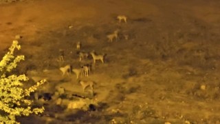 Mazıdağında sokak köpekleri, vatandaşların korkulu rüyası oldu