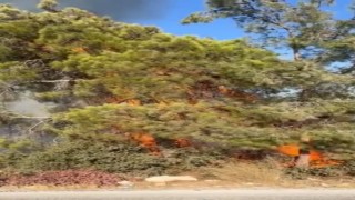 Mersin Erdemlide orman yangını büyümeden söndürüldü