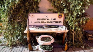 Mersinde bahçelerine kenevir eken 3 şüpheli yakalandı