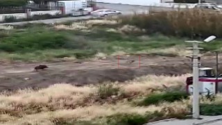 Mersinde domuz sürüsü köpeği kovaladı: O anlar kamerada