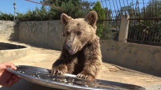 Mide rahatsızlığı nedeniyle tomografi cihazına giren ayı Okan sağlığına kavuştu