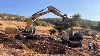 Milasta zeytin ağaçları taşınarak yaşatılıyor