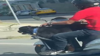 Motosiklet üzerinde köpekle ilerledi: Bakırköyde tehlikeli yolculuk kamerada