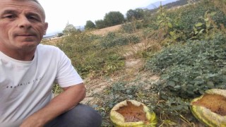 Mudurnuda kargalar 80 karpuzu delik deşik etti