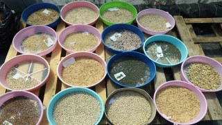 Muğla Büyükşehir 2026 yılında 4 Milyon ata tohumu dağıtımı hedefliyor