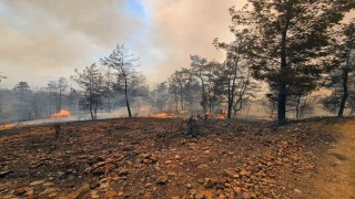 Muğla Büyükşehir İtfaiyesi Milas ve Köyceğizde alevlerle mücadele ediyor