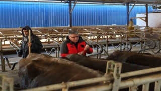 Muğlada 240 bin hayvan şap aşısı olacak