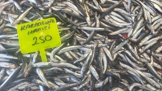 Muğlada Karadeniz hamsisi kilosu 250 TLden satışta