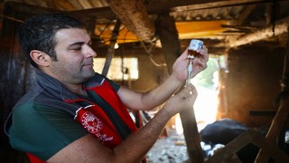 Muğlada şap hastalığıyla mücadele hız kesmiyor