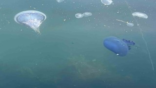 Müsilaj başladı denizanaları öldü