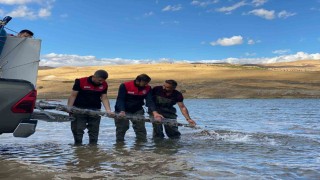 Muşta gölet ve barajlara 1 milyon sazan yavrusu bırakıldı