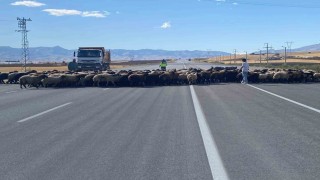 Muşta ‘Güvenli Hayvan Geçişleri Projesi uygulandı