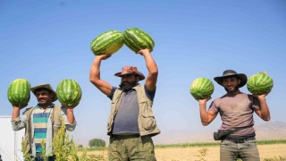 Muşta karpuz hasadından 2 milyar liralık gelir bekleniyor