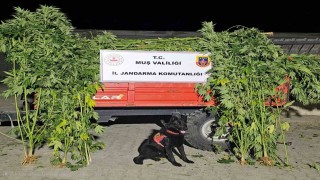Muşta kenevir operasyonu: 2 gözaltı
