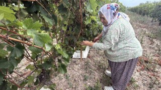 Narince üzümünü de don vurdu, rekolte yüzde 80 düştü