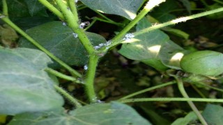 Nazillide pamuk üreticilerine unlu bit uyarısı