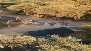 Nazillide uyuşturucu operasyonu: 7 gözaltı