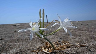 Nesli tükenmekte olan kum zambaklarını koparmanın cezası dudak uçuklatıyor