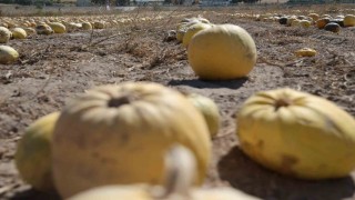 Nevşehirde kabak çekirdeği hasadı başladı