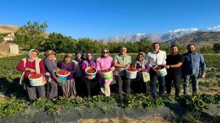 Niğdede çilek hasadı bereketi