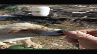 Oflu Süleyman amcanın tilki ile dostluğu