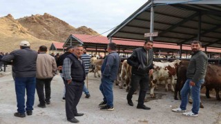 Oltu canlı hayvan pazarı şap hastalığı sonrası eski canlılığına kavuştu