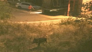 Orduda bir çocuk, domuz saldırısından son anda kurtuldu