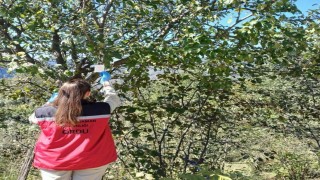 Orduda kahverengi kokarca ile mücadele çalışmaları sürüyor