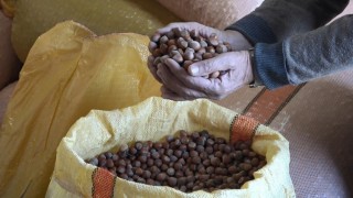 Orduda serbest piyasada fındık fiyatları 300 liraya ulaştı