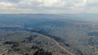 Orman yangınının ardından ortaya çıkan acı manzara böyle görüntülendi